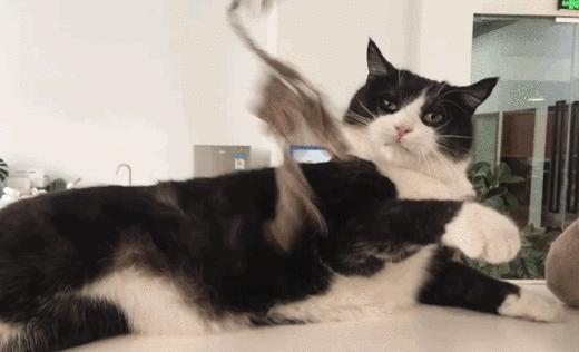 猫故事集,猫故事完整版