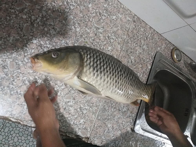 钓草鱼用什么办法好钓,教你怎么钓草鱼开饵料