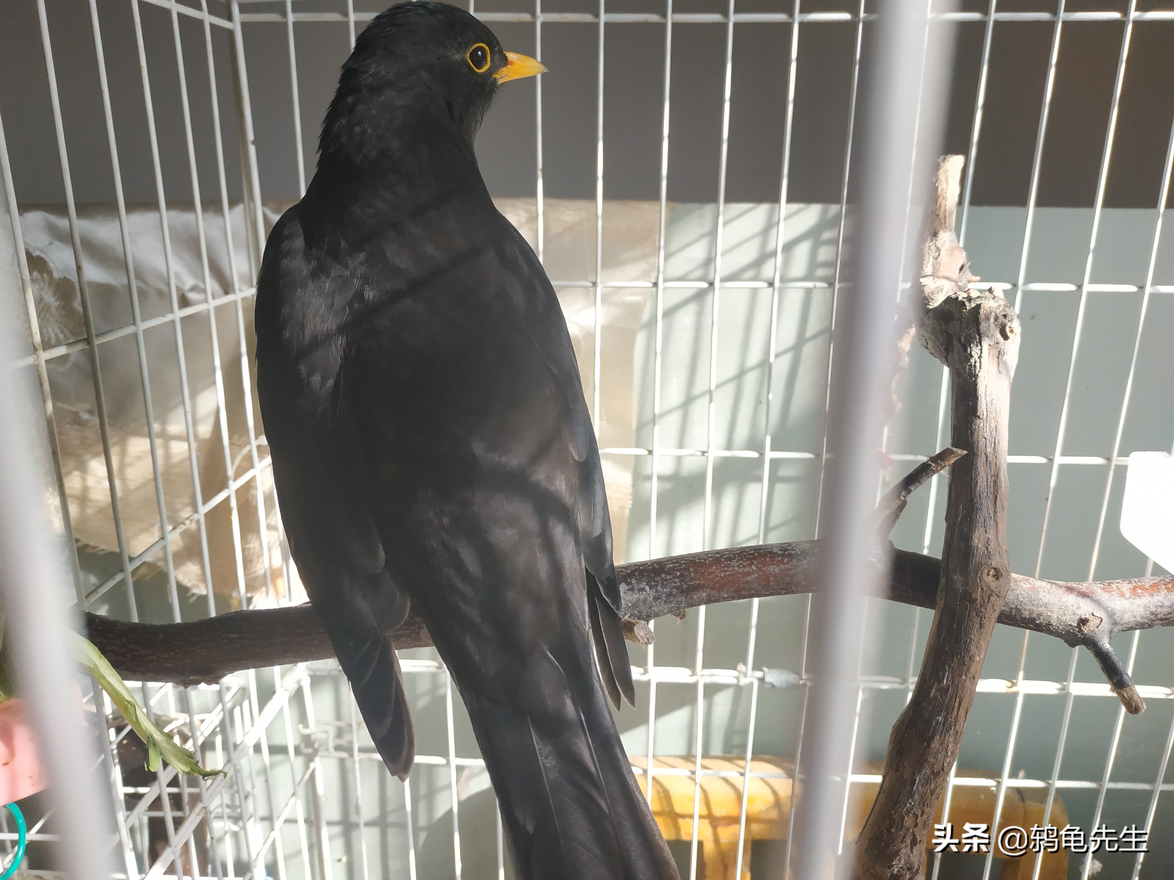 辟谣鸟类悬停,乌鸫怎样换羽快