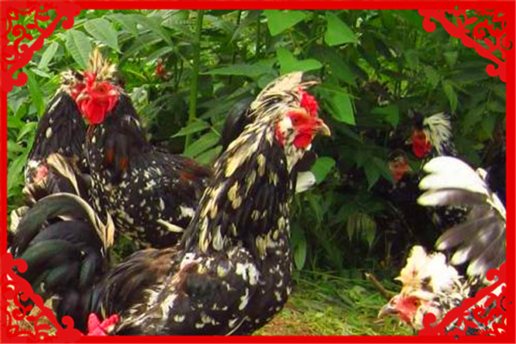 适合农村小型养殖的致富项目,农村养殖羊创业项目计划书