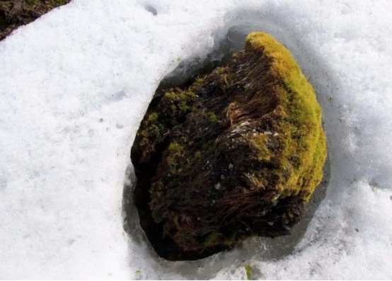 南极冰川的现状最新,科学家发现珠穆朗玛峰变绿了