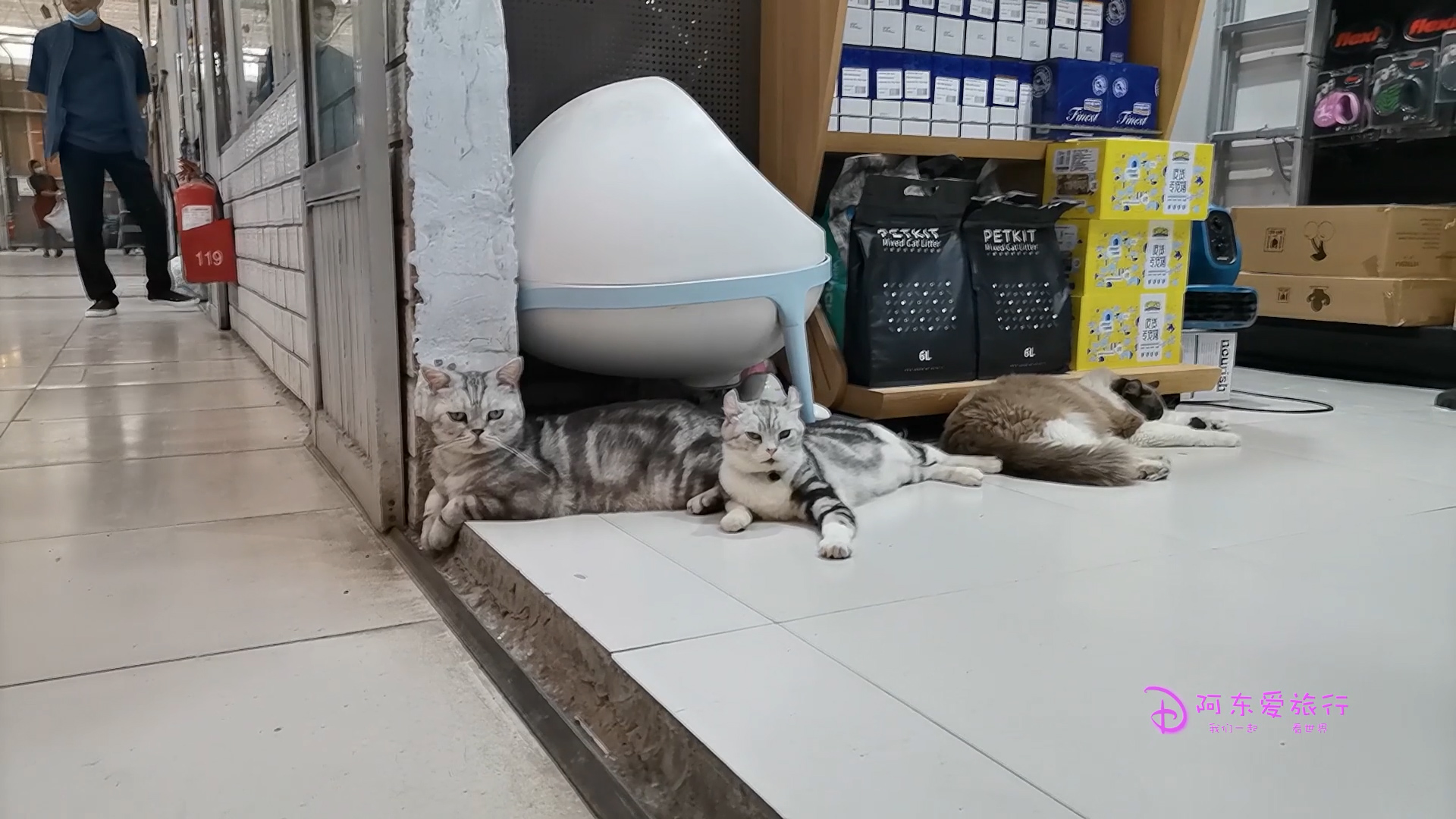 郑州陈砦花卉市场搬迁最新消息,郑州陈砦花卉市场多肉批发