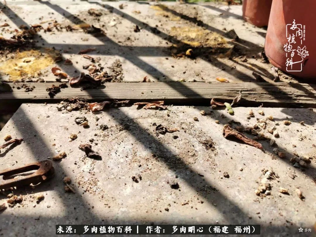 唯美雅致意境飘逸的多肉,蝶舞悠然多肉视频