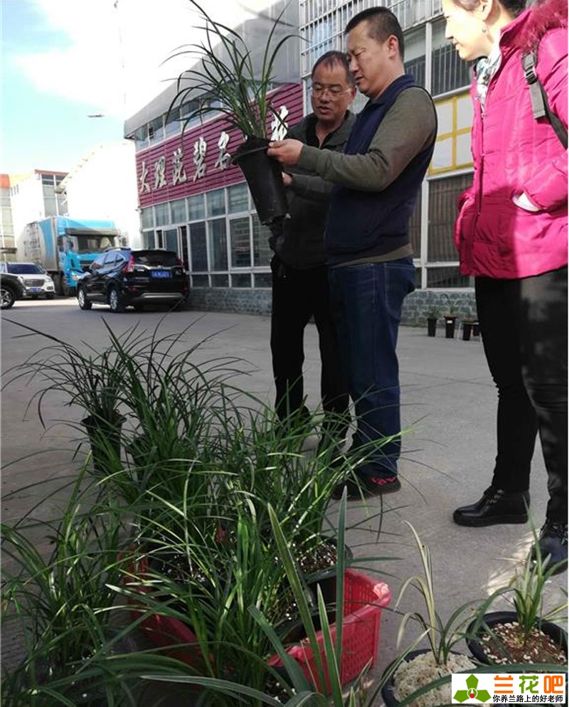现在兰花有特别贵的吗,兰花各种种类的价格