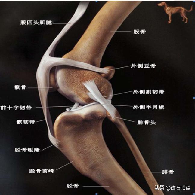 泰迪犬后腿一瘸一拐的怎么回事,泰迪犬性格缺陷
