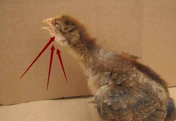 鸡群呼吸道感染，伸脖张口呼吸。气囊炎，支气管堵塞最佳治疗方案