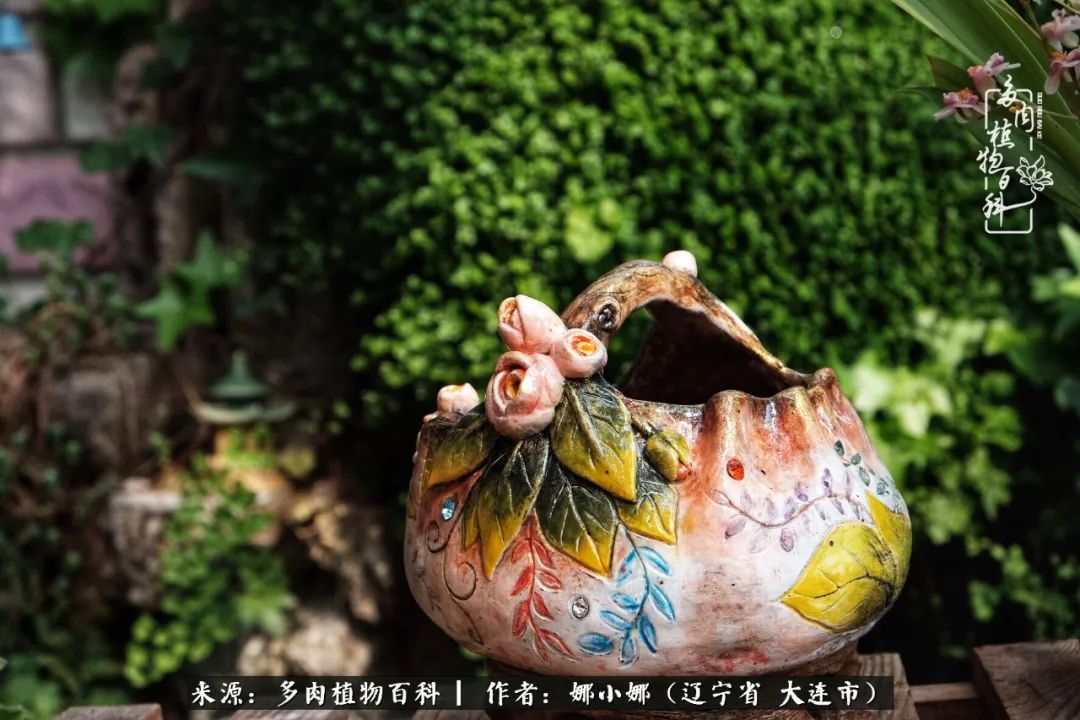 你是盆我是花，你护我周全，我为你绽放