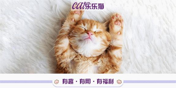 猫咪的胡须原来这么重要,猫咪胡须对猫有什么影响