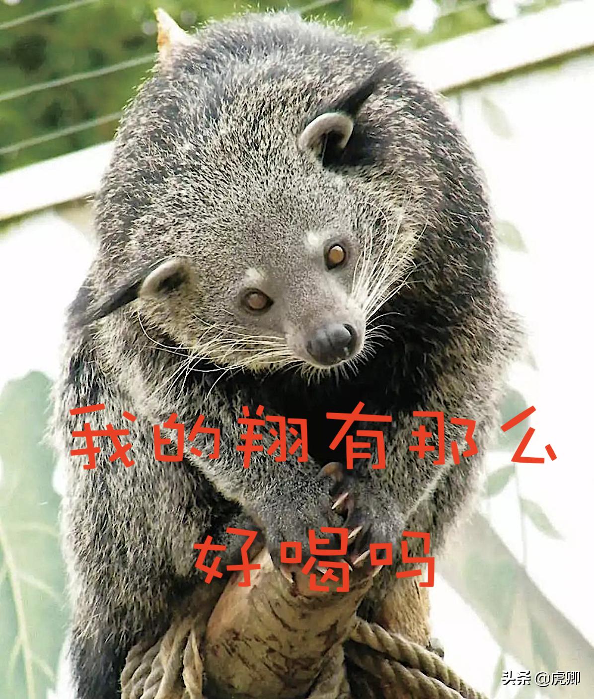 熊灵猫为何濒危？便便制成的咖啡售价500元一杯，受欧美绅士追捧