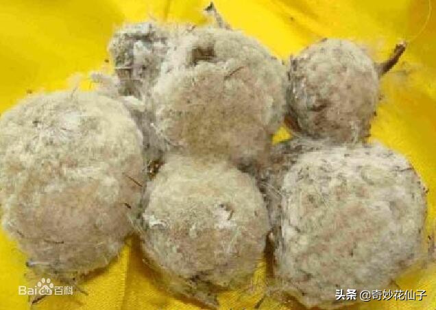 雪莲花的颜值,雪莲花真的有那么神奇吗