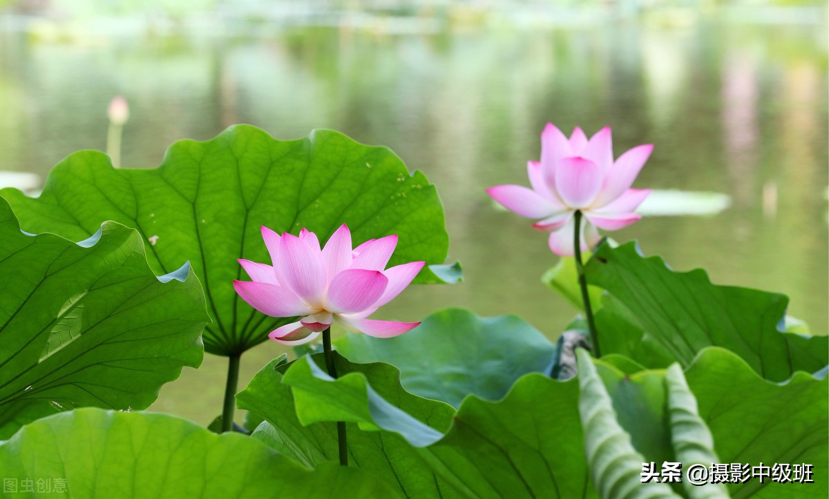 教你拍荷花的4个意境,怎么拍荷花拍照姿势大全