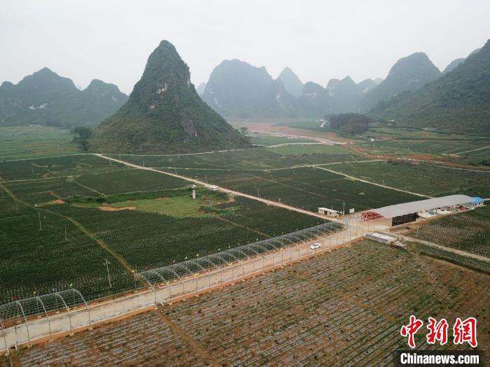 台湾辣椒大王是谁,辣椒大王台湾