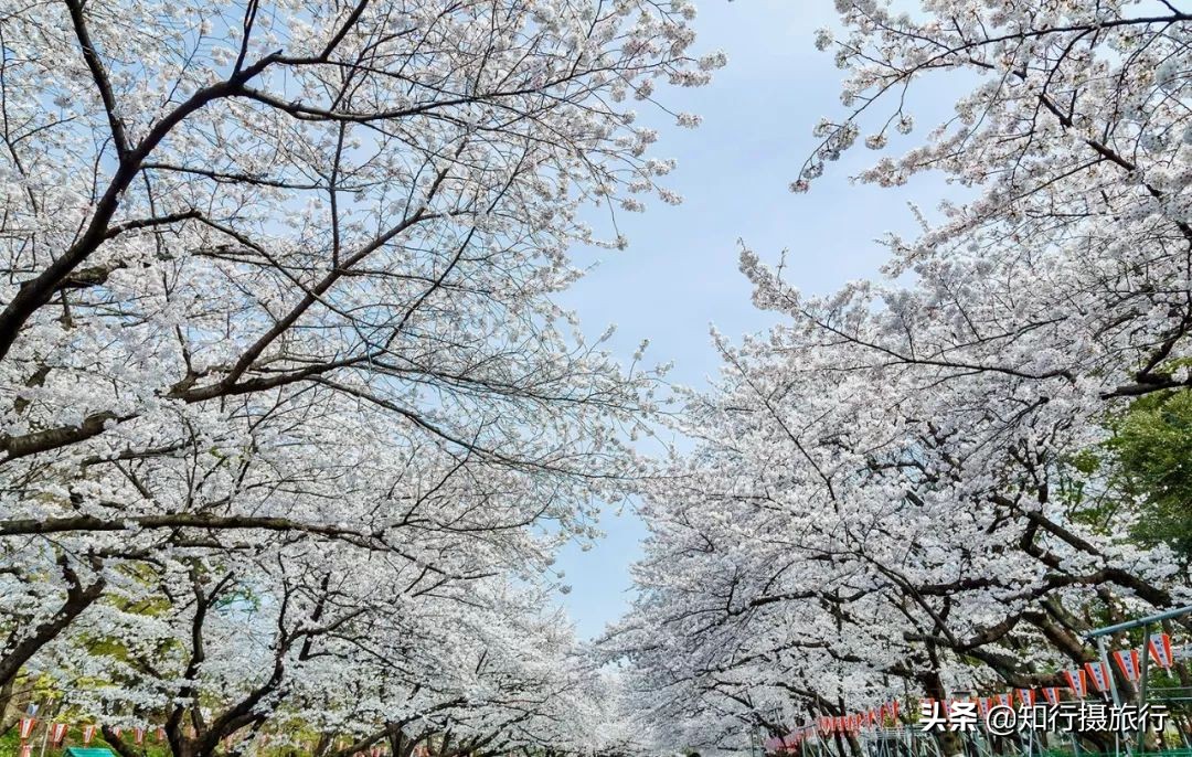 日本樱花季是八月几号,2020年日本樱花花期表