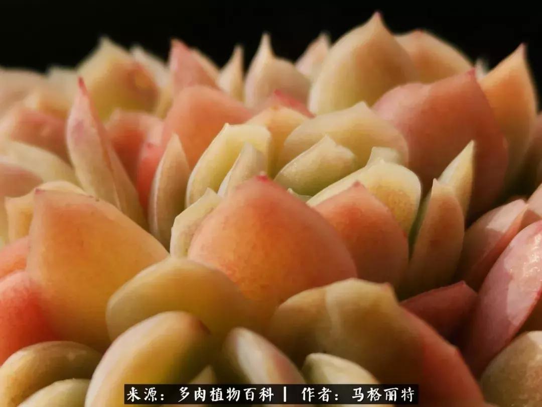 北方阳台多肉怎么过冬,北方阳台多肉