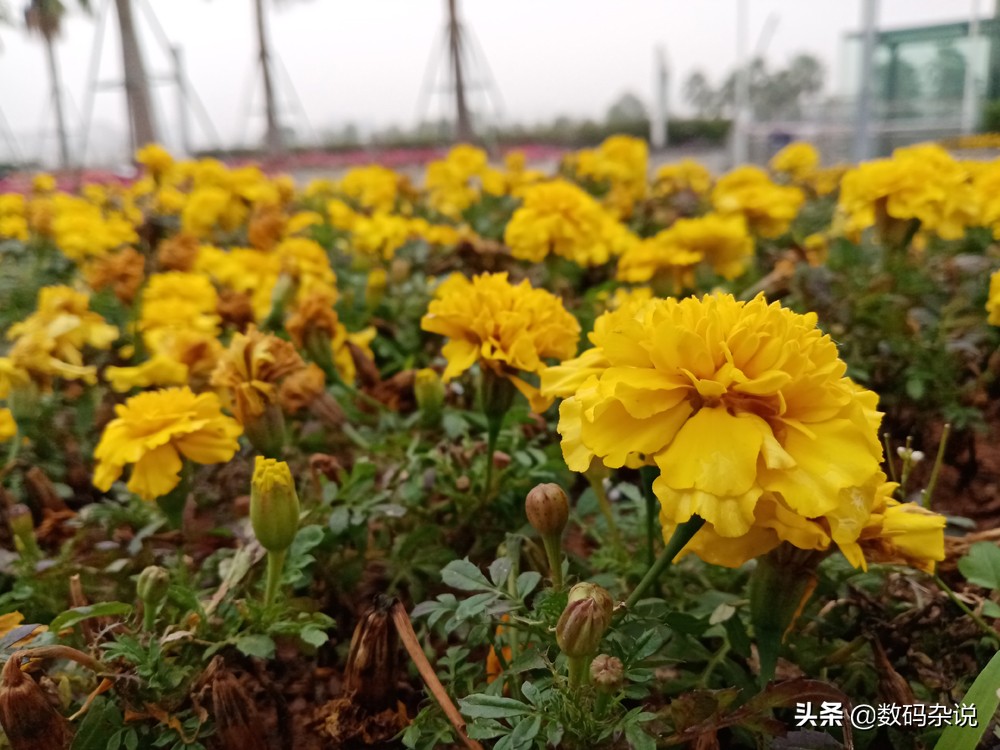 799元荣耀play手机,799元7寸大屏手机荣耀