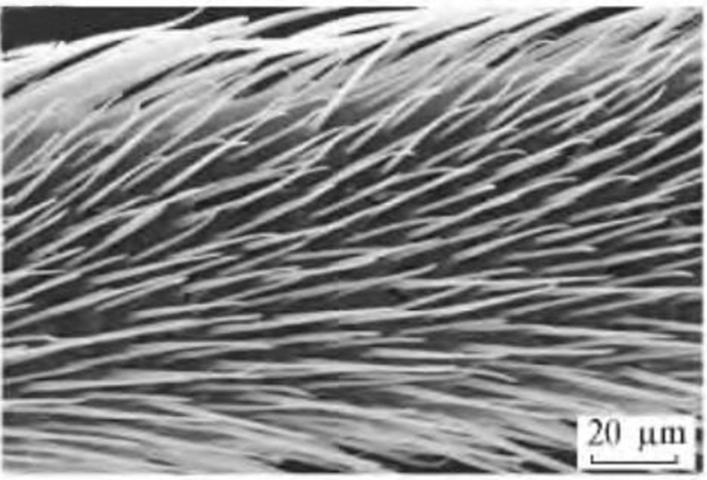 荷叶为什么出淤泥而不染读后感,荷叶出淤泥而不染濯清涟而不妖
