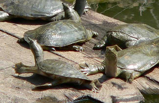 甲鱼的养殖条件及饲养管理办法,甲鱼的养殖技术和饲养方法