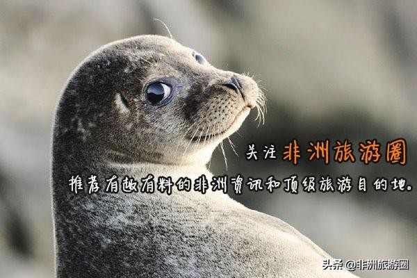 世界的全部动物,全世界的动物都有什么共同点