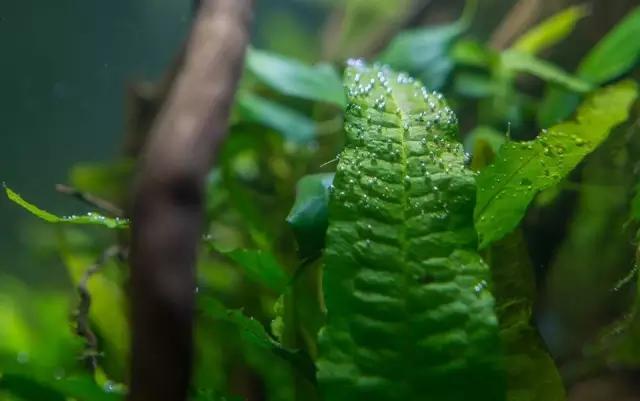 本色水景水草造景培训,本色水景水草培训