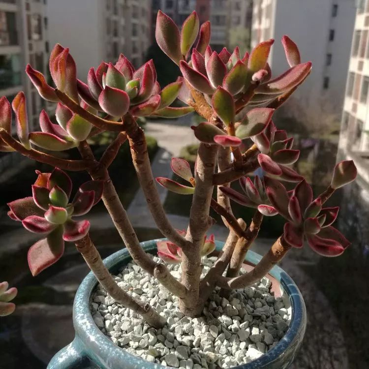 冬日暖阳邂逅最美的多肉,冬日暖阳和多肉暖了我的心