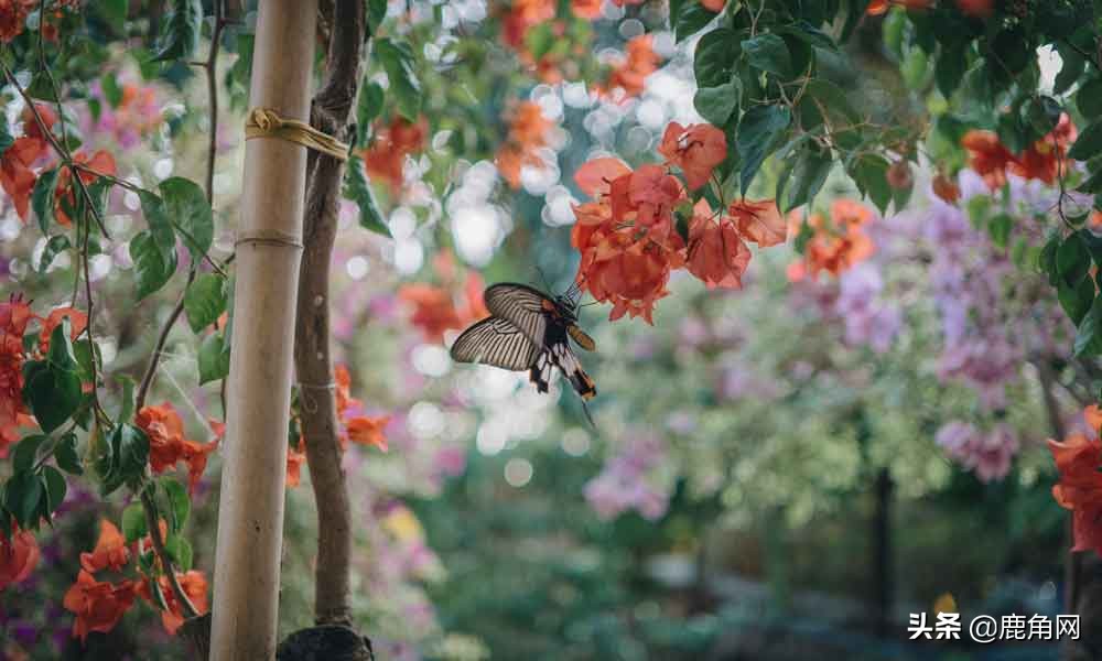 蝴蝶为什么不会直线飞,为什么蝴蝶不会飞