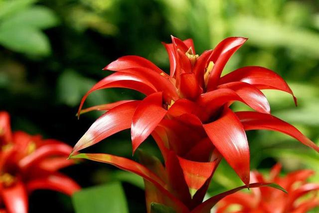 鸿运当头怎么养才能养好,鸿运当头怎么养才会长得好