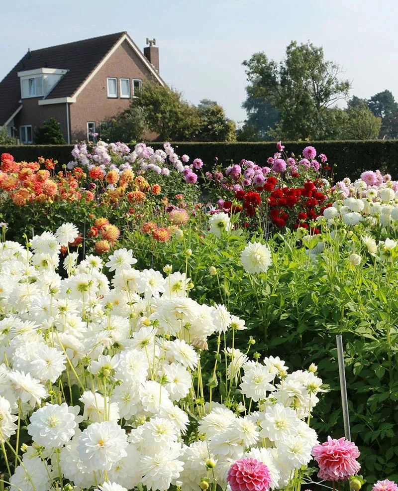 4种花适合秋天养漂亮又好养,庭院养花就养3种花开花多