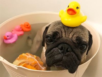 如果你有一只巴哥犬,那么不妨看看这篇文章,或许会收获许多