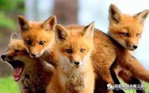 亚洲哪种蝙蝠最好吃,中国蝙蝠吃什么最好