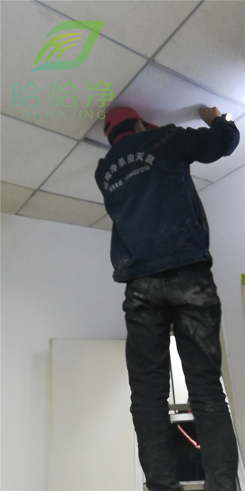 福州家庭老鼠防治公司,高新区家庭老鼠防治机构