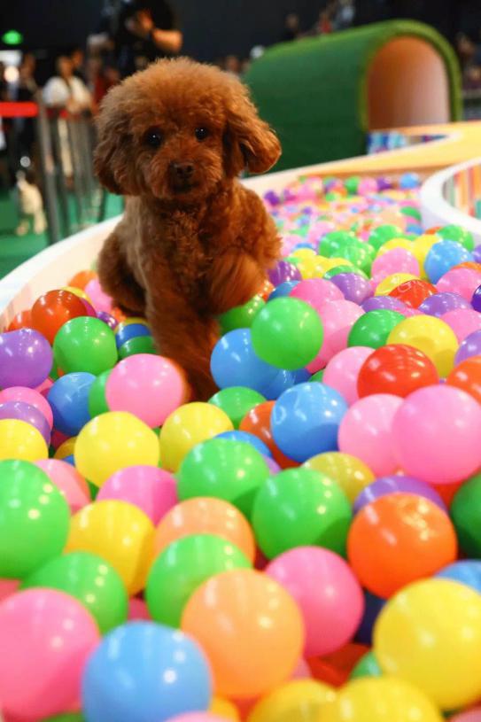 宠爱嘉年华平阳,宠爱嘉年华完整版