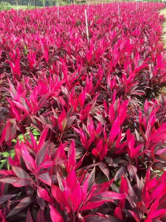 紫竹养几支风水好,紫竹盆栽好养活吗