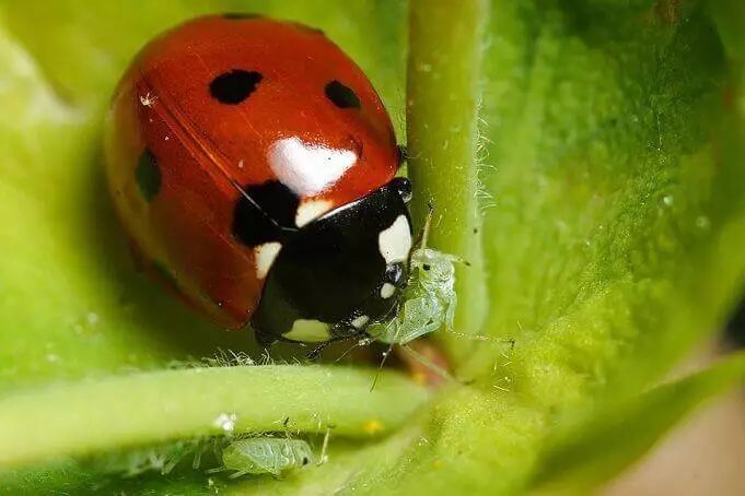盆栽蚜虫现象及怎样防治,植物有蚜虫怎么消灭最简单的方法
