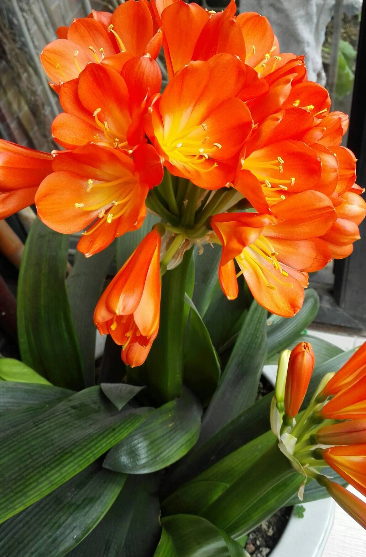 在给君子兰换盆时你的方法正确吗,君子兰换盆的最佳时间和方法图片