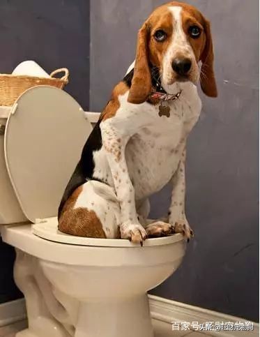 狗排泄训练方法,如何训练狗出去大小便