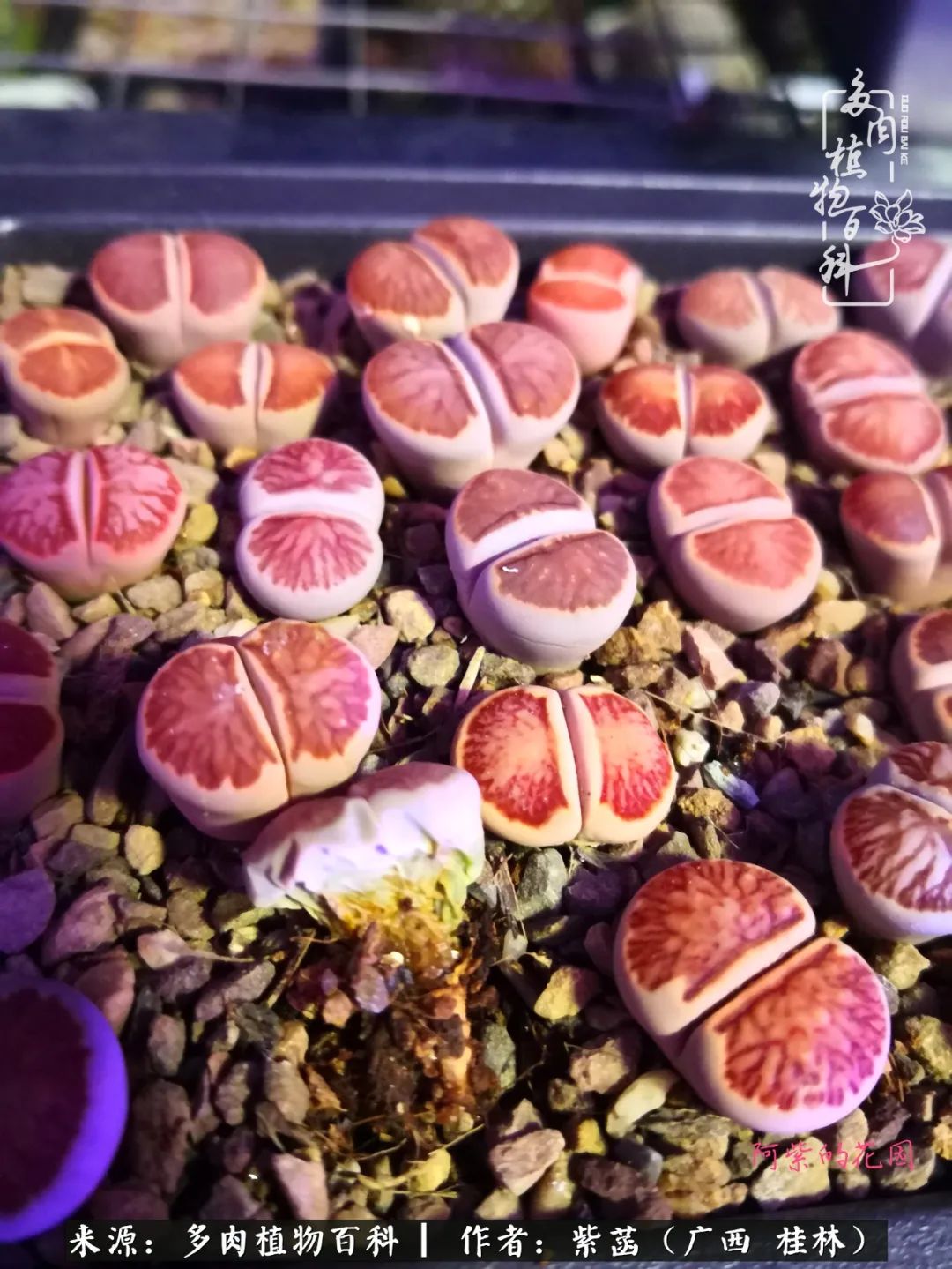 如何在夏天买的多肉度夏,多肉度夏好帮手