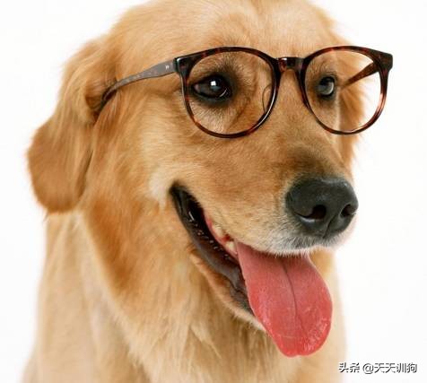 狗狗呕吐的原因,狗狗肠胃炎呕吐