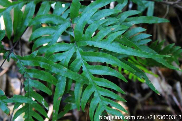 中药凤尾草,中药材凤尾草别名