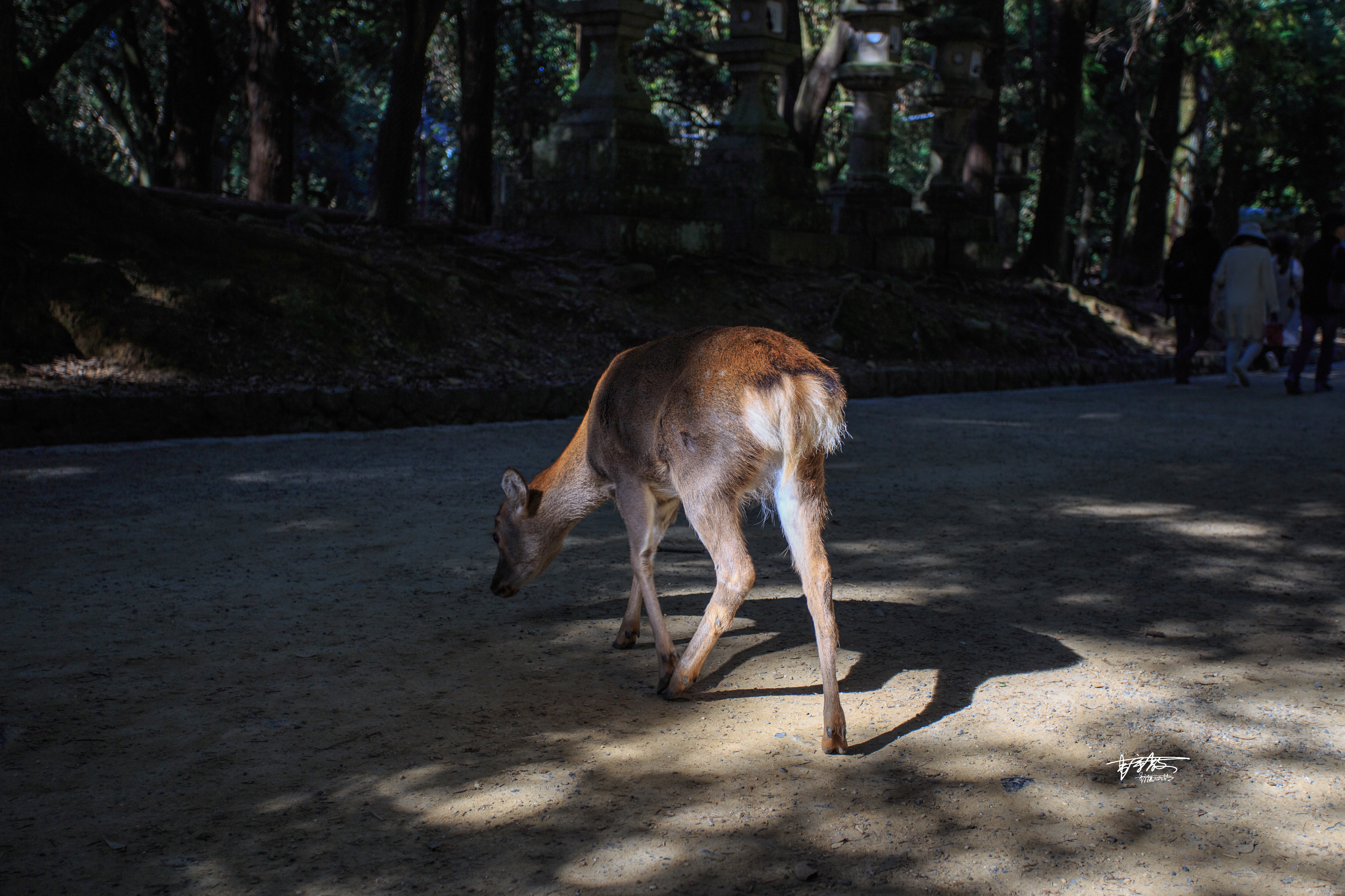 网红打卡景点奈良,日本奈良10大网红打卡景点
