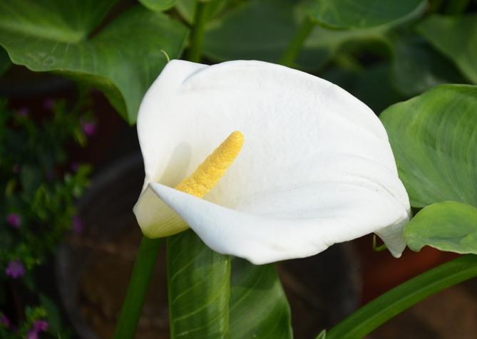 马蹄莲开花期间养护注意什么问题,彩色马蹄莲怎么养才开花快