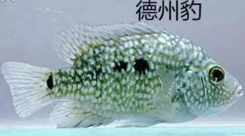 观赏鱼三湖慈鲷选择什么样的过滤,慈鲷鱼哪个品种温顺好养