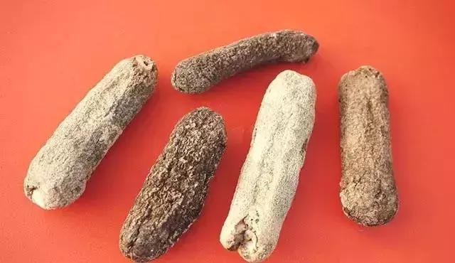 海参的高级介绍,海参营养丰富可你真的了解海参吗