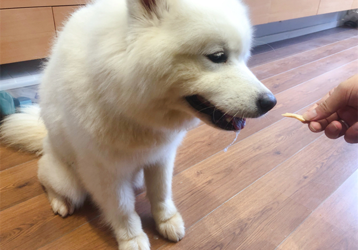 狗狗抽搐倒地不起哼哼叫还有救吗,狗狗呼吸急促四肢站不稳是什么病