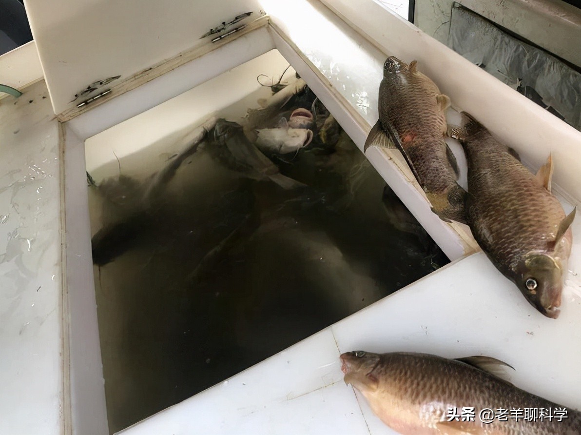 三男子猎捕芝麻剑被刑拘,3男子猎捕芝麻剑被刑拘