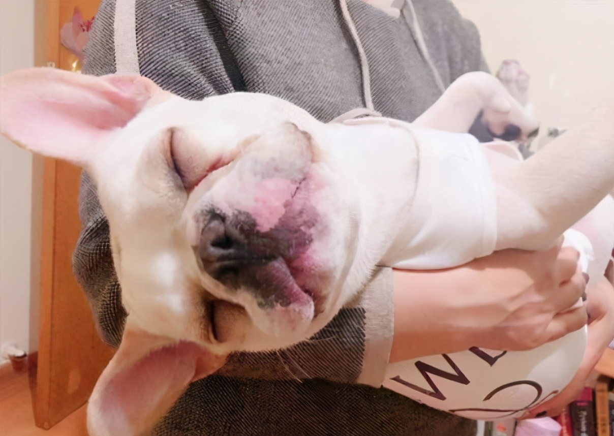 法国斗牛犬的缺点有哪些,法国斗牛犬过于活泼不睡觉