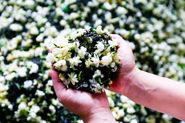 中茶的茉莉花茶叶怎么样,好茶的标准茉莉花茶