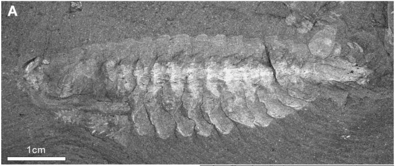 奇虾的故事1：恐虾首霸