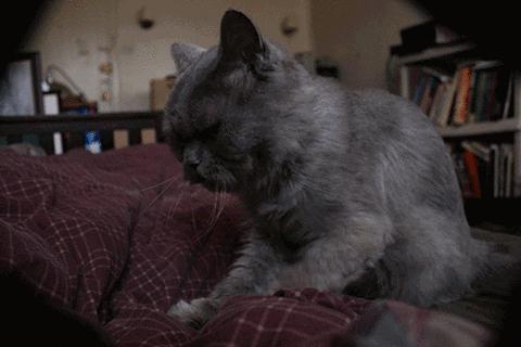 瀹犵埍鍥介檯鍔ㄧ墿璇婄枟涓績,瀹犵埍鍥介檯鍔ㄧ墿鍖婚櫌鍖椾含瑗跨珯