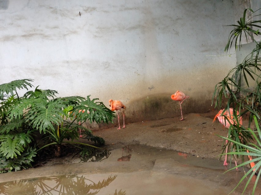 成都动物园游玩日记,成都动物园游玩心情