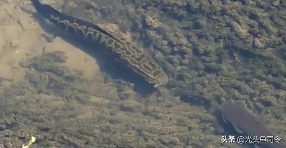 国内淡水十大凶猛鱼类排行,十大掠食性鱼类排名